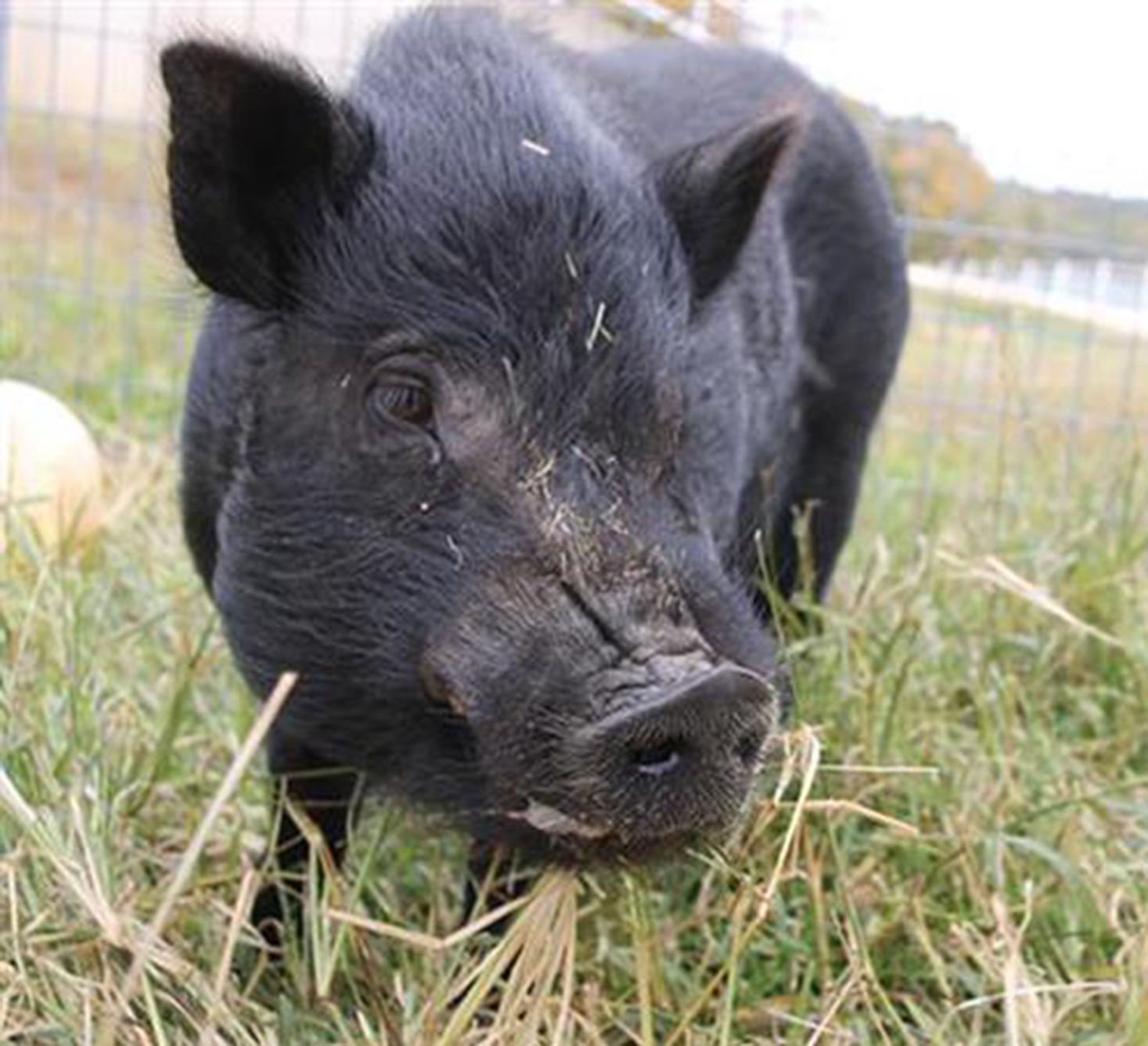 Last week's pet, still available: Spencer